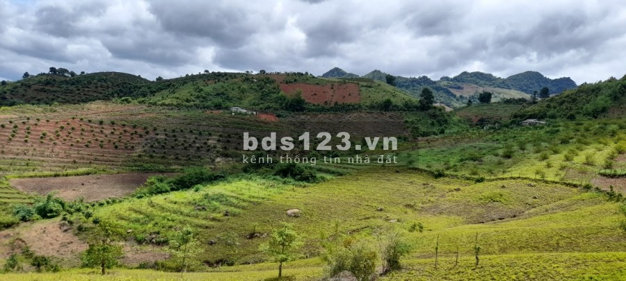 Bán 10 ha đất trang trại có sẵn nhà khu vực Mộc Châu, giá rẻ thoả thuận chính chủ