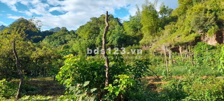Đất nền Mộc Châu du lịch 4 mùa, phù hợp Xây Homestay, giá…