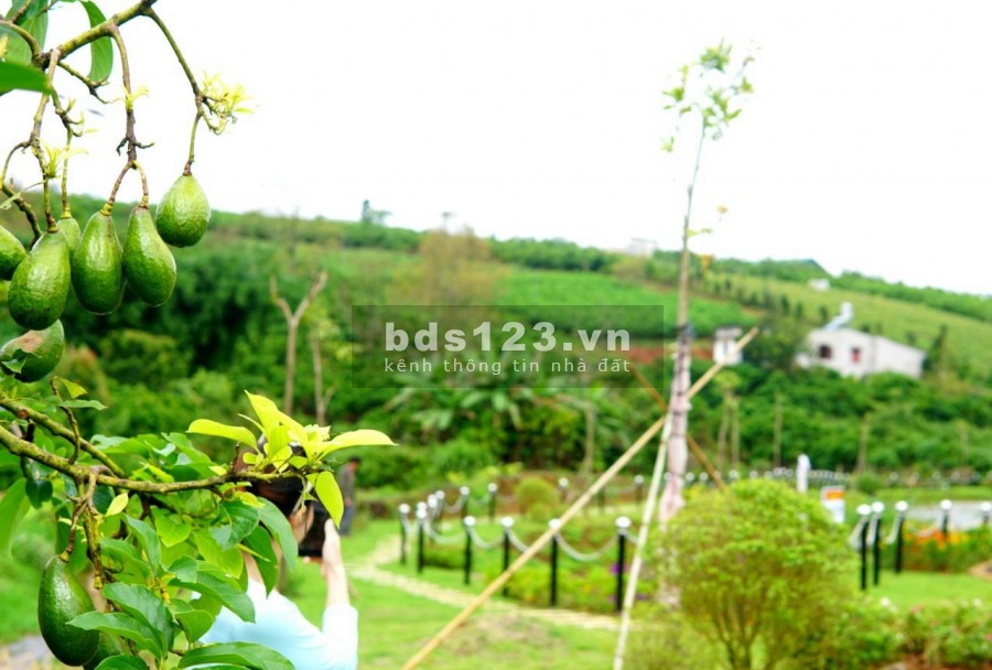 Phố Hoa Hillside - Khi vùng đất yên bình hóa thành khu nghỉ dưỡng chất lượng 5 sao