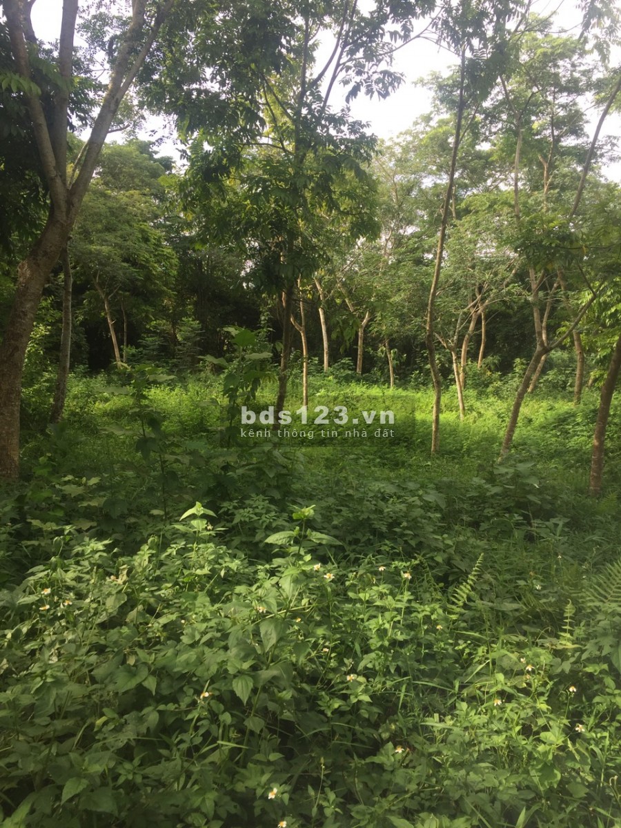 Bán nhanh 3 lô đât rẻ nà đẹp tại Phú Thành Lạc Thuỷ Hoà Bình, toàn bộ đất phẳng view thoáng