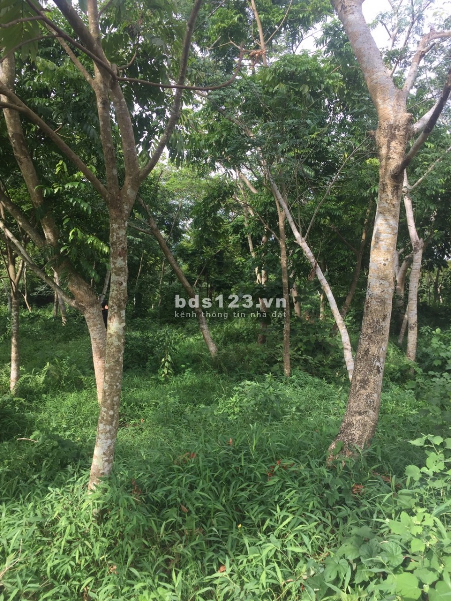 Bán nhanh 3 lô đât rẻ nà đẹp tại Phú Thành Lạc Thuỷ Hoà Bình, toàn bộ đất phẳng view thoáng