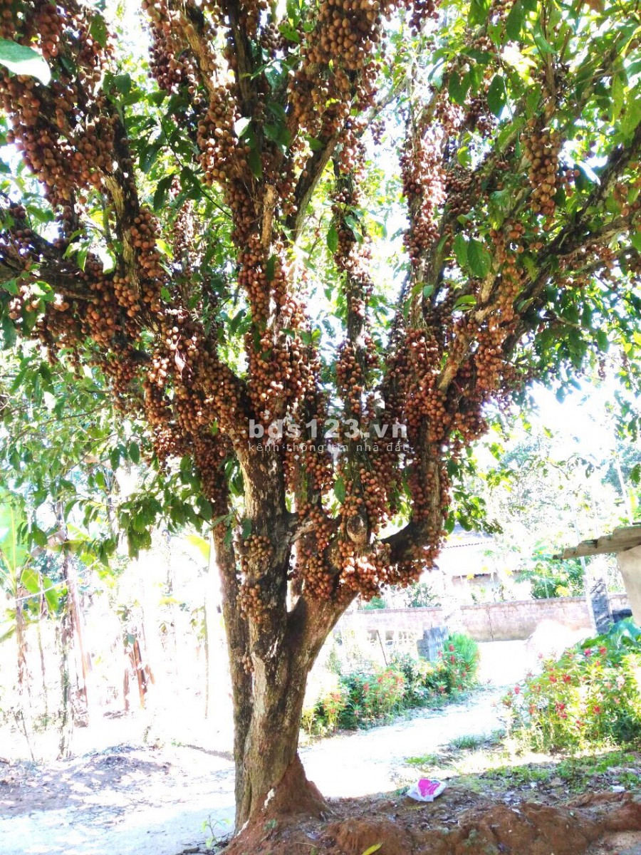 Cần bán 23721m có 1270 thổ cư bám hồ hơn 100m tại Kim Bôi giá 6 tỷ