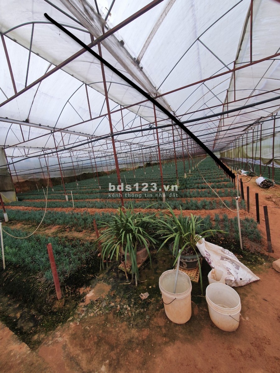 Bán đất vườn Đà Lạt, nhà lồng, đất gia đình canh tác tố, giá đầu tư sinh lời 4.3 triệu/m2