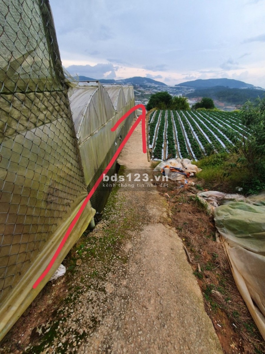 Bán đất vườn Đà Lạt, nhà lồng, đất gia đình canh tác tố, giá đầu tư sinh lời 4.3 triệu/m2