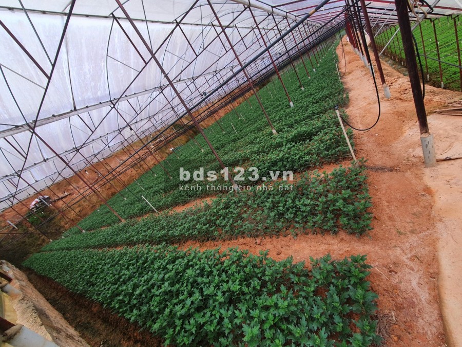 Bán đất vườn Đà Lạt, nhà lồng, đất gia đình canh tác tố, giá đầu tư sinh lời 4.3 triệu/m2
