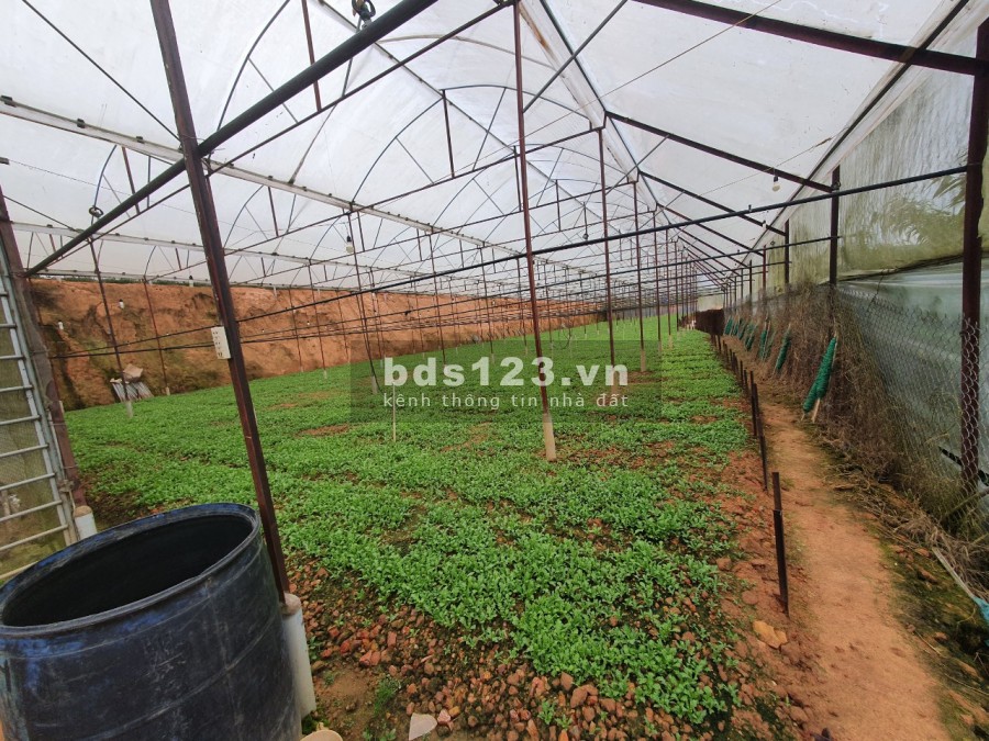 Bán đất vườn Đà Lạt, nhà lồng, đất gia đình canh tác tố, giá đầu tư sinh lời 4.3 triệu/m2