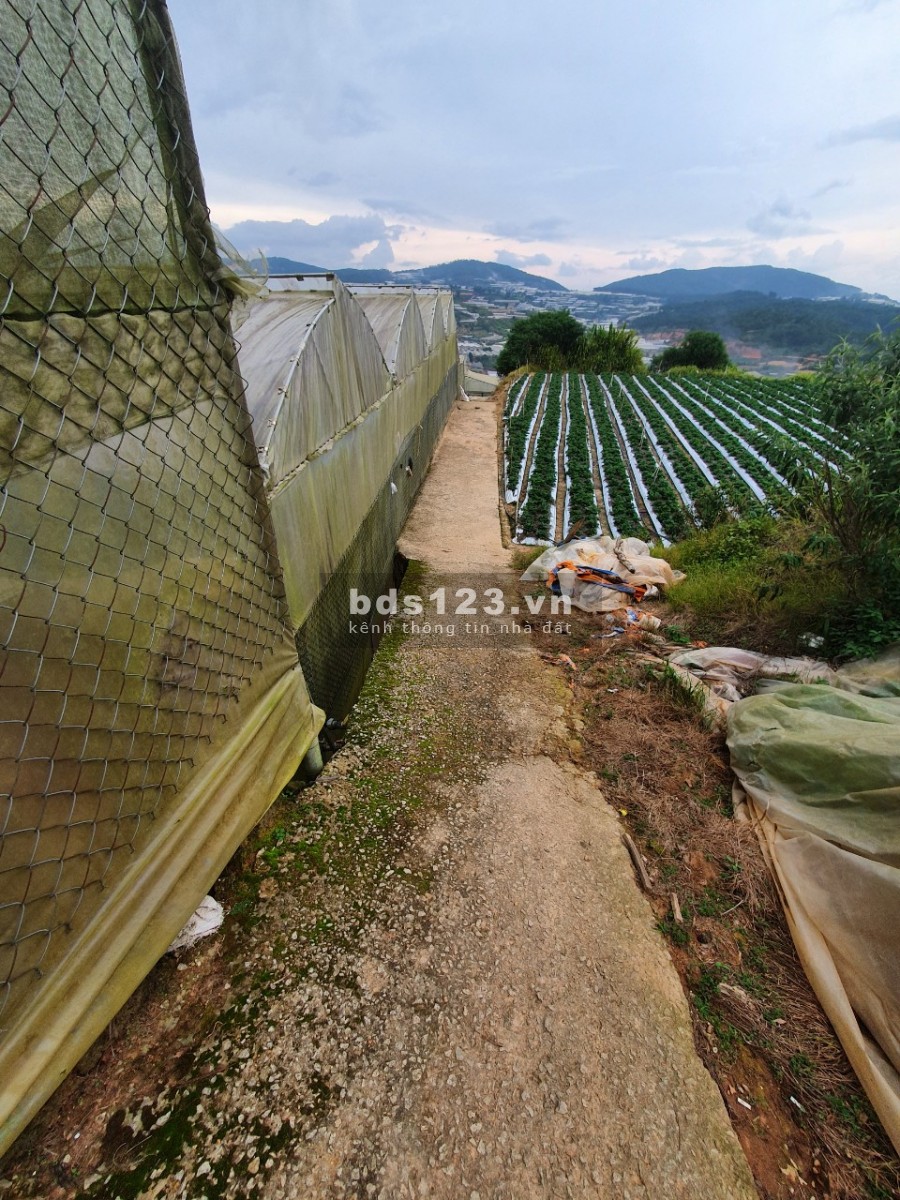 Bán đất vườn Đà Lạt, nhà lồng, đất gia đình canh tác tố, giá đầu tư sinh lời 4.3 triệu/m2