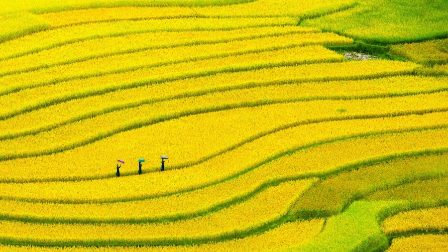 Cần bán nhanh giá cực rẻ thôn Mò Phú Chải,Y Tý, Bát Xát, Lào Cai, đã có trích đo có dấu của huyện