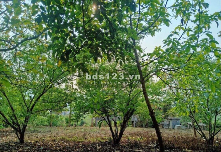 Chính Chủ bán 2000m2 đất du lịch nghỉ dưỡng Mộc Châu đón đầu quy hoạch cao tốc Hà Nội- Sơn La