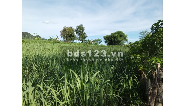 Hơn 300 triệu có ngay mảnh đất tại xã Mỹ Hòa tân lạc Hòa Bình với 1600m đất trồng cây hàng năm