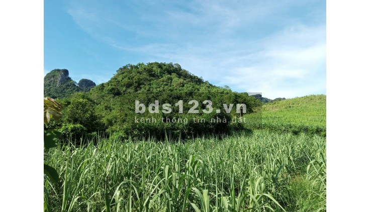 Hơn 300 triệu có ngay mảnh đất tại xã Mỹ Hòa tân lạc Hòa Bình với 1600m đất trồng cây hàng năm
