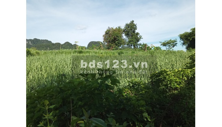 Hơn 300 triệu có ngay mảnh đất tại xã Mỹ Hòa tân lạc Hòa Bình với 1600m đất trồng cây hàng năm