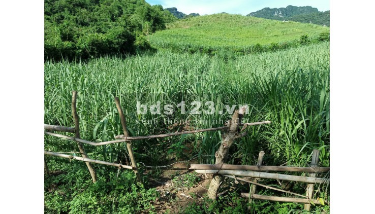 Hơn 300 triệu có ngay mảnh đất tại xã Mỹ Hòa tân lạc Hòa Bình với 1600m đất trồng cây hàng năm