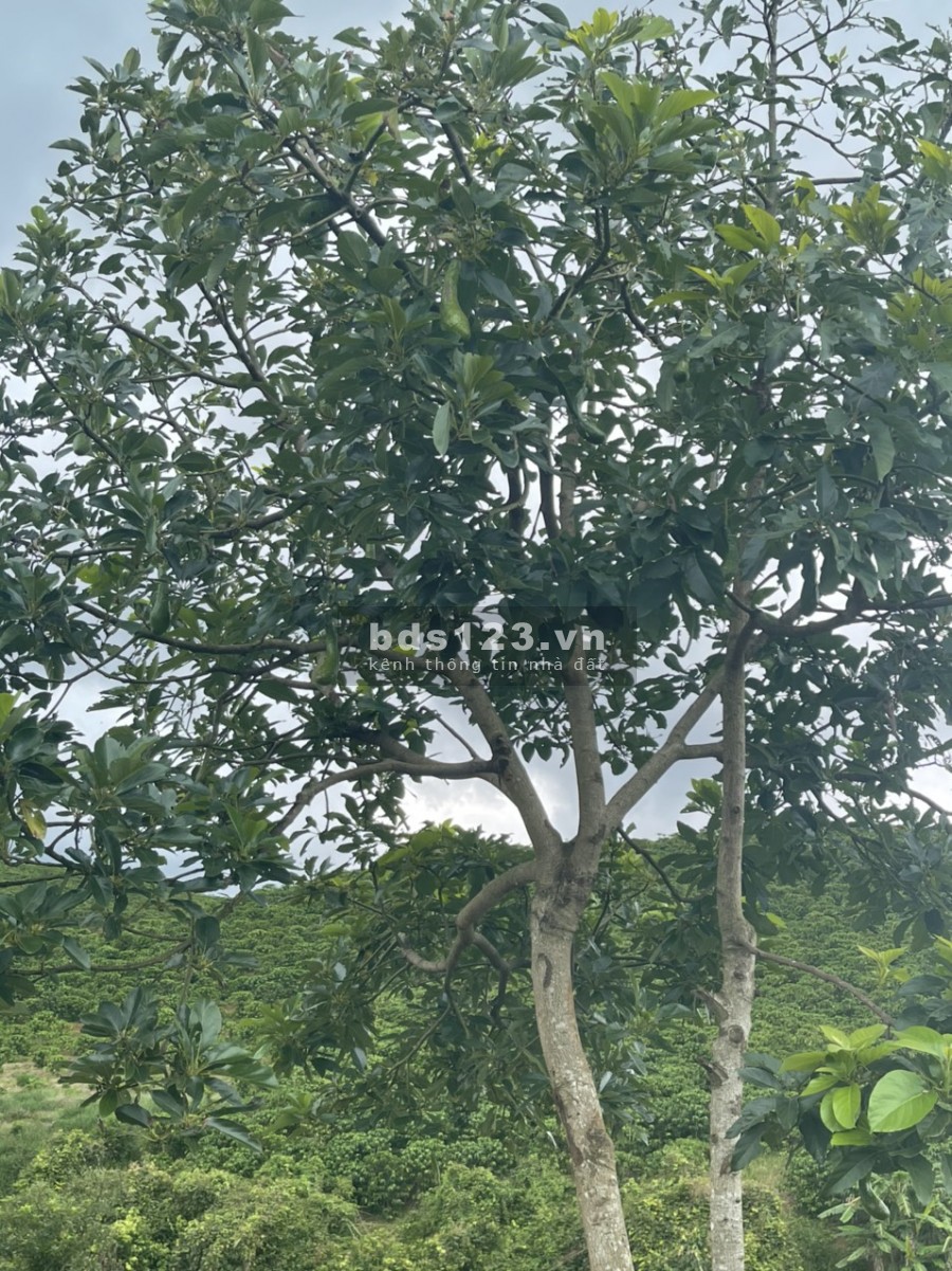 Đất Bảo Lộc view thác tuyệt đẹp diện tích 556m2 giá 960 triệu, liên hệ xem đất 0785153616