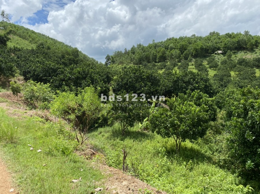 Chỉ hơn 3 tỷ có ngay 2.3ha đất thổ cư trung tâm Tân Lạc, núi đồi ao vườn, sân nhà, sổ sẵn