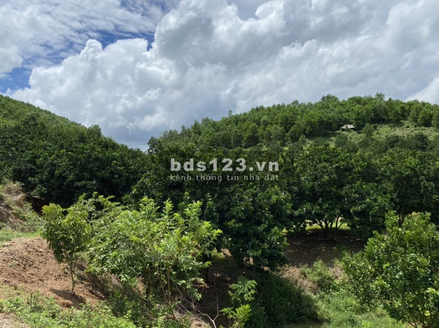 Chỉ hơn 3 tỷ có ngay 2.3ha đất thổ cư trung tâm Tân Lạc, núi đồi ao vườn, sân nhà, sổ sẵn