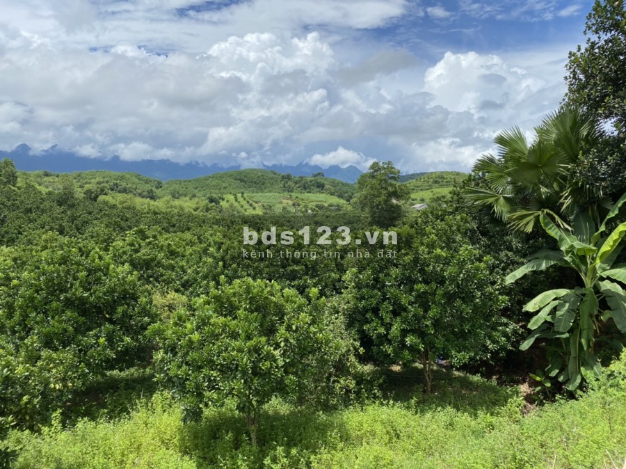Chỉ hơn 3 tỷ có ngay 2.3ha đất thổ cư trung tâm Tân Lạc, núi đồi ao vườn, sân nhà, sổ sẵn