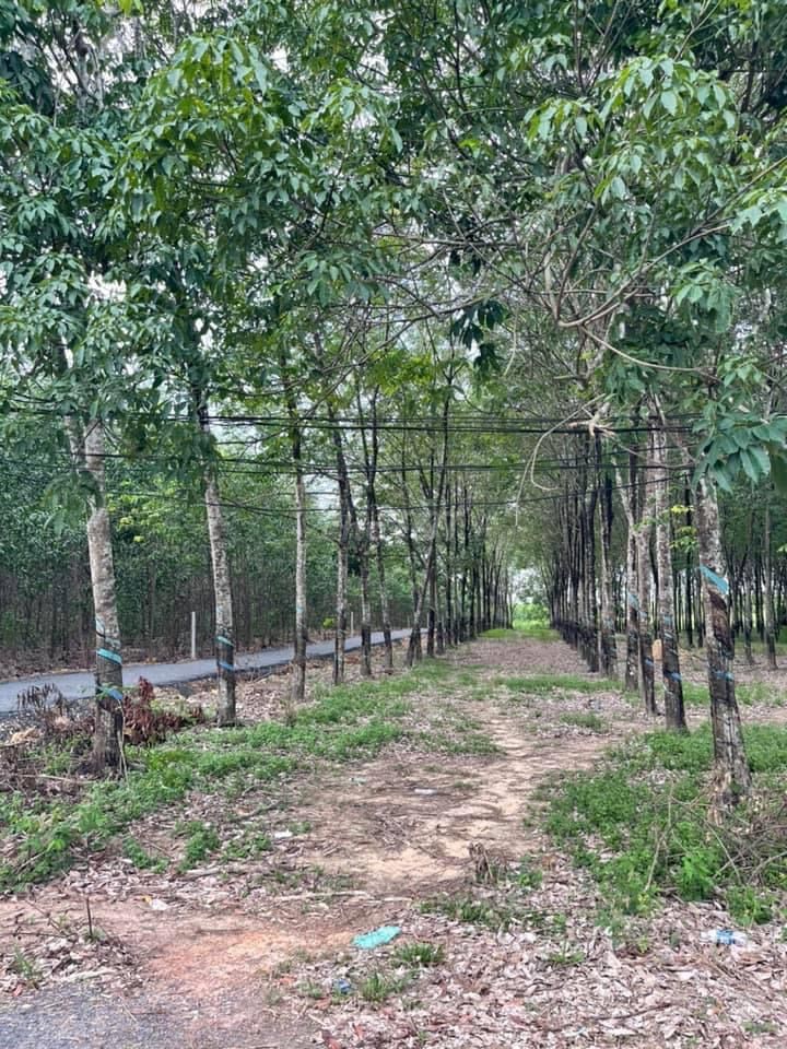 Đất Phước bình chính chủ ở đường Quốc Lộ 51, Xã Phước Bình, Huyện Long Thành, Đồng Nai