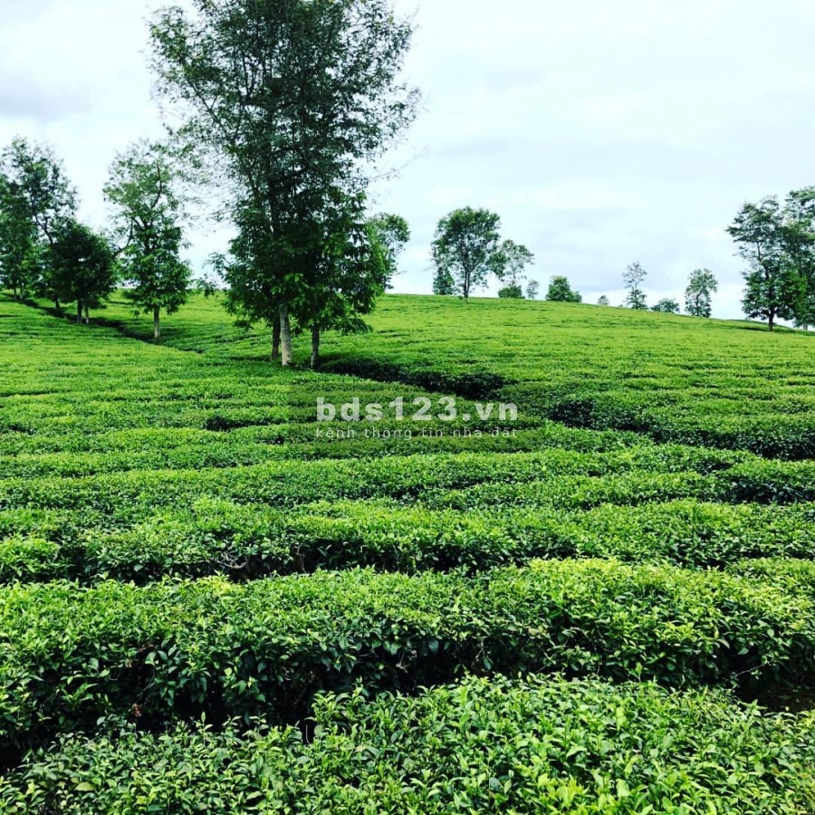Đất đẹp giá đầu tư đường Lý Thái Tổ, công chứng sang tên ngay chiết khấu thêm 2% lh 0785153616