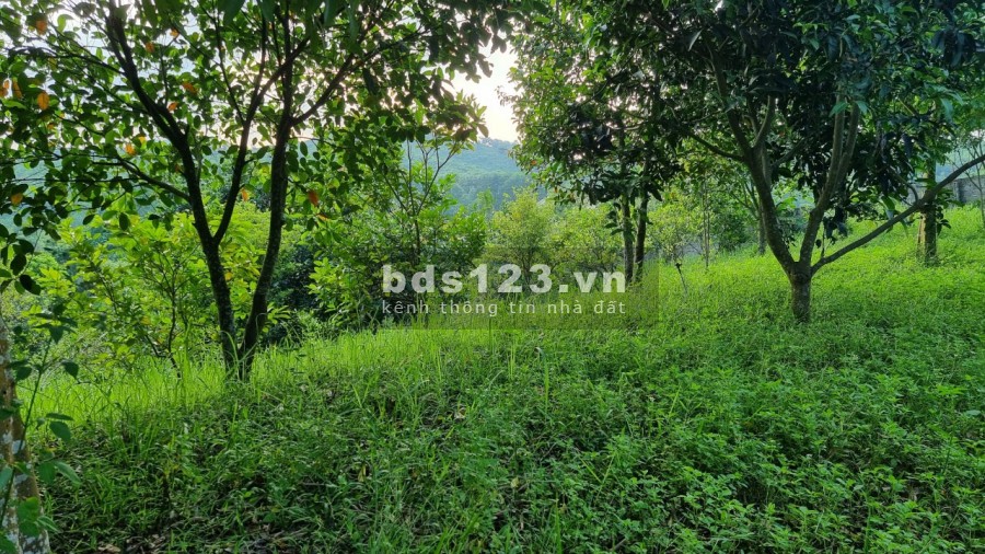 Bán siêu phẩm nghỉ dưỡng view cánh đồng diện tích 3634m có 400m thổ cư giá rẻ