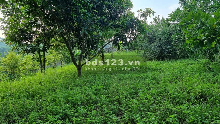 Bán siêu phẩm nghỉ dưỡng view cánh đồng diện tích 3634m có 400m thổ cư giá rẻ