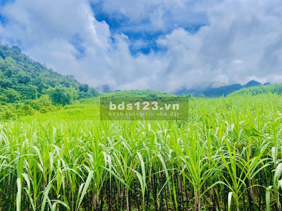 Bán lô đất tâm đắc toạ lạc ngay mặt tiền đường, diện tích lớn, pháp lí đầy đủ, bàn giao ngay
