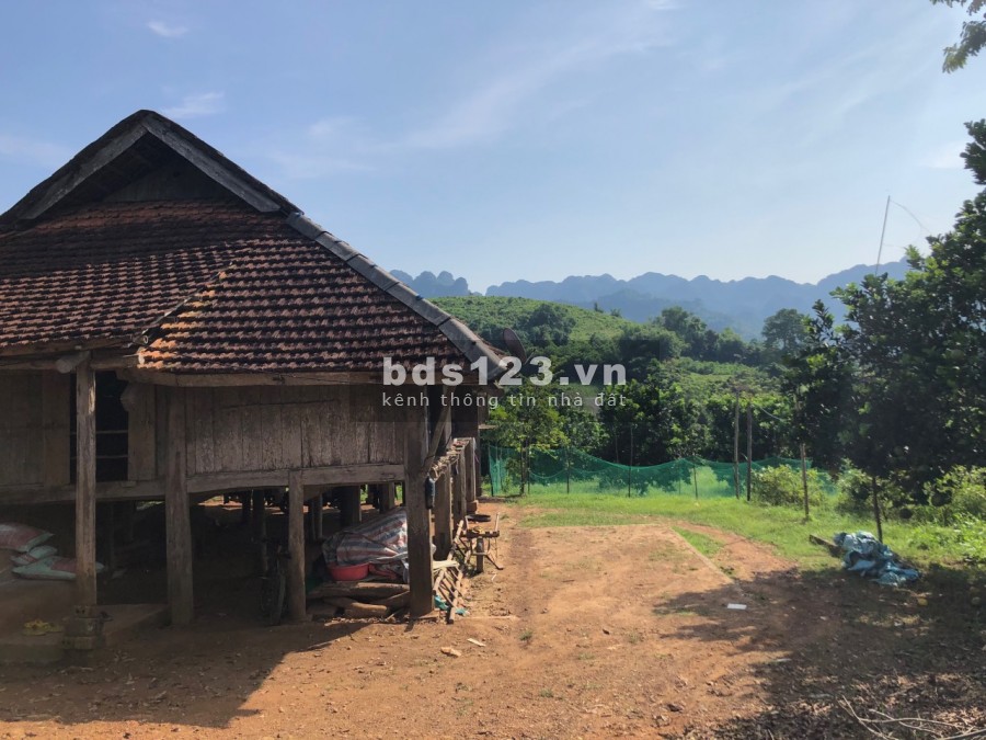 Chính chủ gửi bán 2768m2 nhà sàn, full Bưởi View thảo nguyên xanh bát ngát bao la
