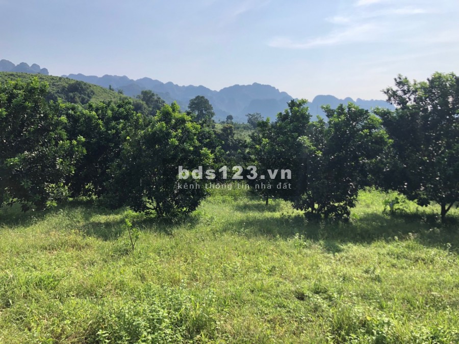 Chính chủ gửi bán 2768m2 nhà sàn, full Bưởi View thảo nguyên xanh bát ngát bao la