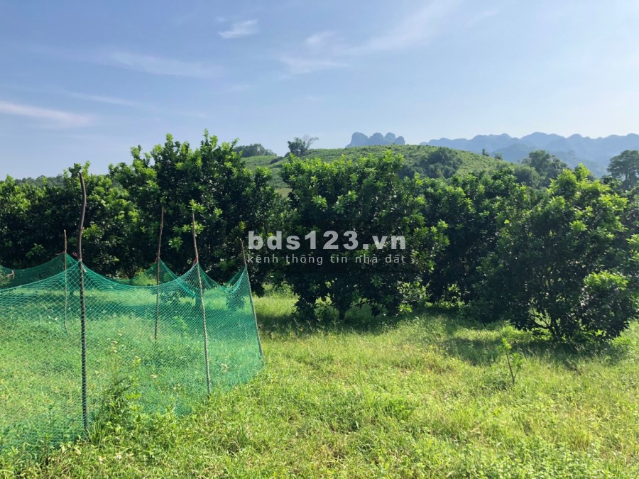 Chính chủ gửi bán 2768m2 nhà sàn, full Bưởi View thảo nguyên xanh bát ngát bao la