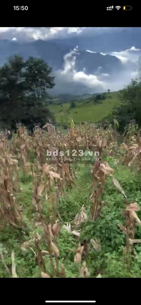 Bán mảnh đất Phan Cán Sử- Y Tý(SaPa2) view toàn bộ thung lũng, giá rẻ bàn giao sổ sẵn