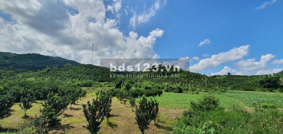 Bán nhanh hơn 1ha có 800m thổ cư, 2900m đất vườn, bám quốc lộ 12B hơn 100m, pháp lí chuẩn