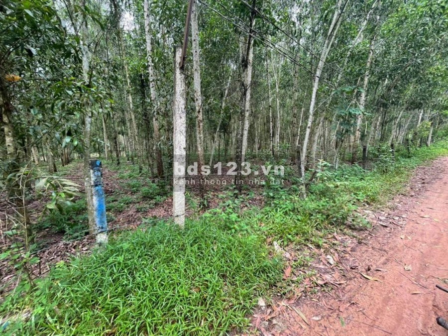 Bán đất Dầu Tiếng, Bình Dương 70 triệu/m2 giấy tờ đầy đủ, khu dân cư đông đúc, sổ sẵn