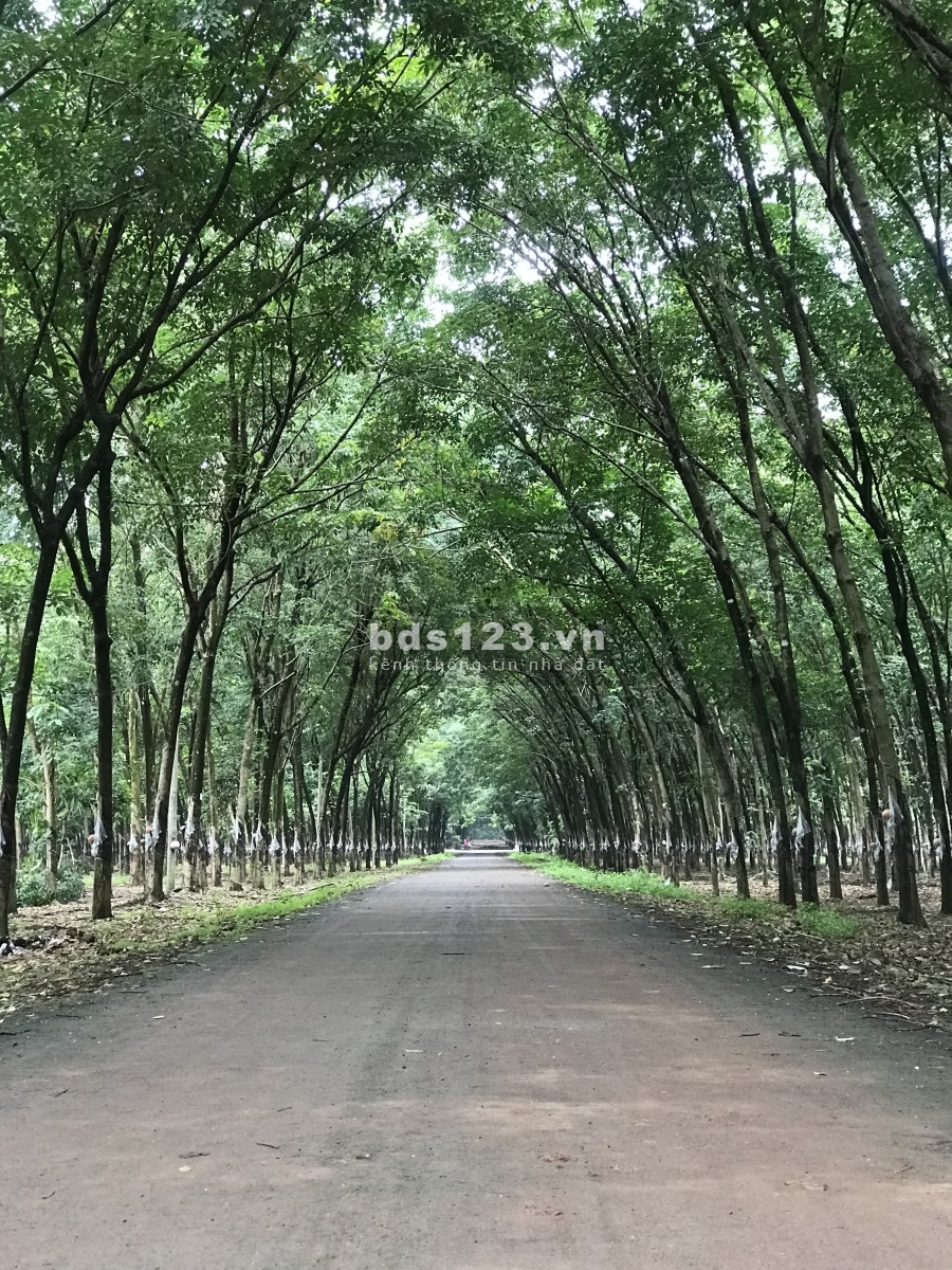 Bán đất Phước Long giá rẻ bất ngờ, xung quanh dân cư đông đúc, giá tốt đầu tư, lhcc