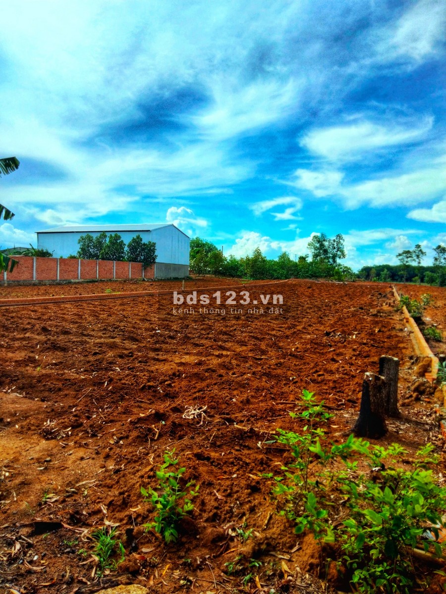 Vợ chồng cần bán 2.6 sào đất QH ONT ngay khu dân cư hiện hữu, nhà dân đông đúc xã phước bình