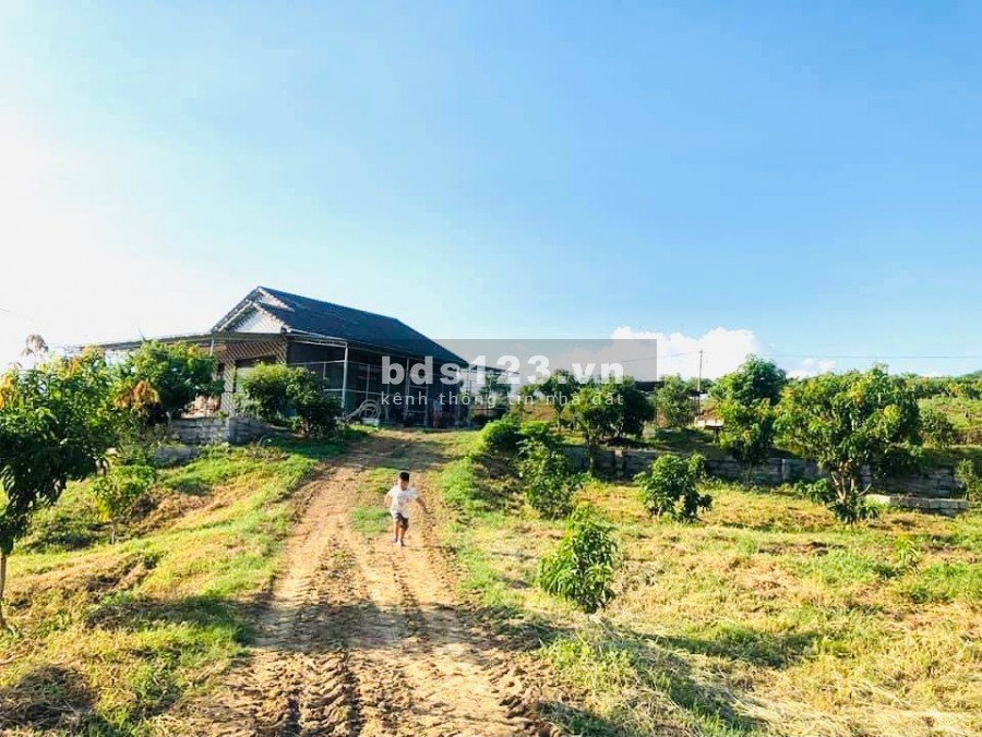 Bán 5 lô đất rộng 100 ha tại Ninh Hòa gần đường Tỉnh Lộ 5 giá rẻ LH 0788.558.552