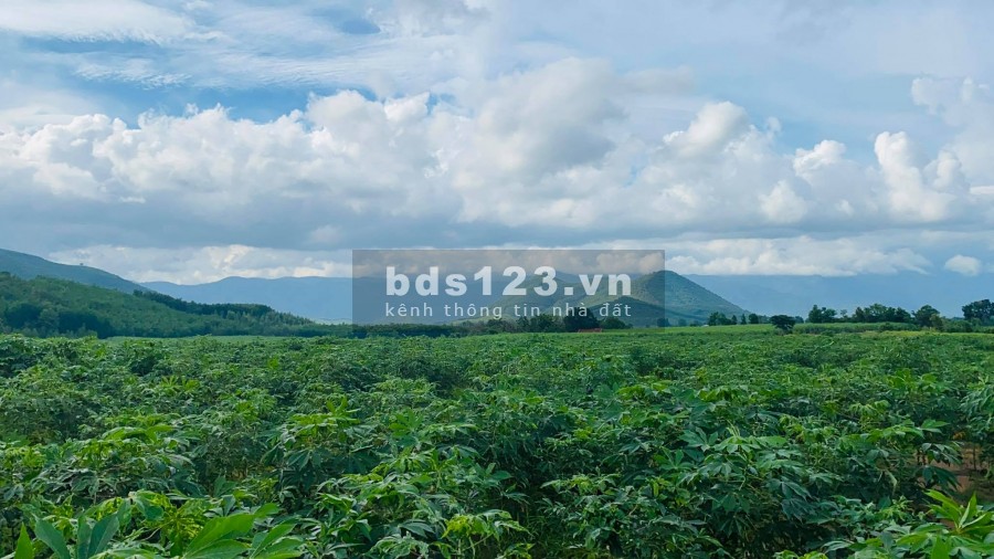 Bán 5 lô đất rộng 100 ha tại Ninh Hòa gần đường Tỉnh Lộ 5 giá rẻ LH 0788.558.552