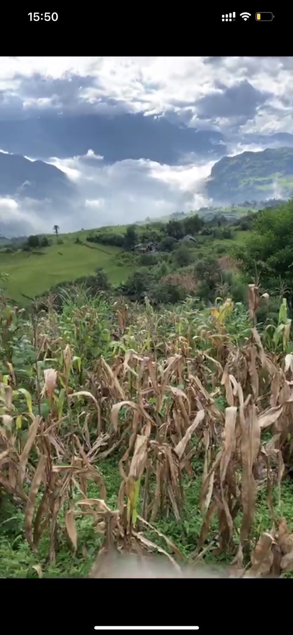 Mảnh đất cực hiếm view bao trọn thôn du lịch tại Y Tý- Sapa2, giá thoả thuận chính chủ