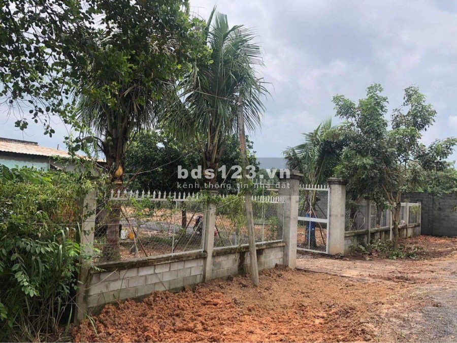 Cần bán đất + nhà vườn 1/ đường Bến Súc xã An Phú Củ Chi có sẳn vườn cây ăn trái DT 1700m2