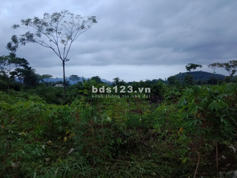Bán lô đất đẹp diện tích 1500m2 Tân Lạc nhà sàn non bộ, chỉ 4xx triệu, liên hệ 0833066663