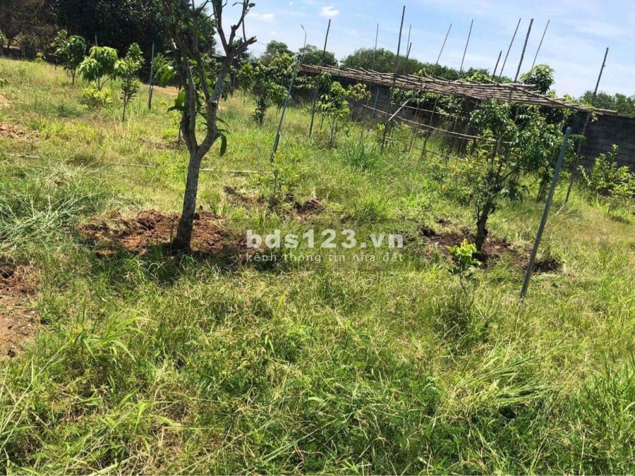 Cần bán đất + nhà vườn 1/ đường Bến Súc xã An Phú Củ Chi có sẳn vườn cây ăn trái DT 1700m2