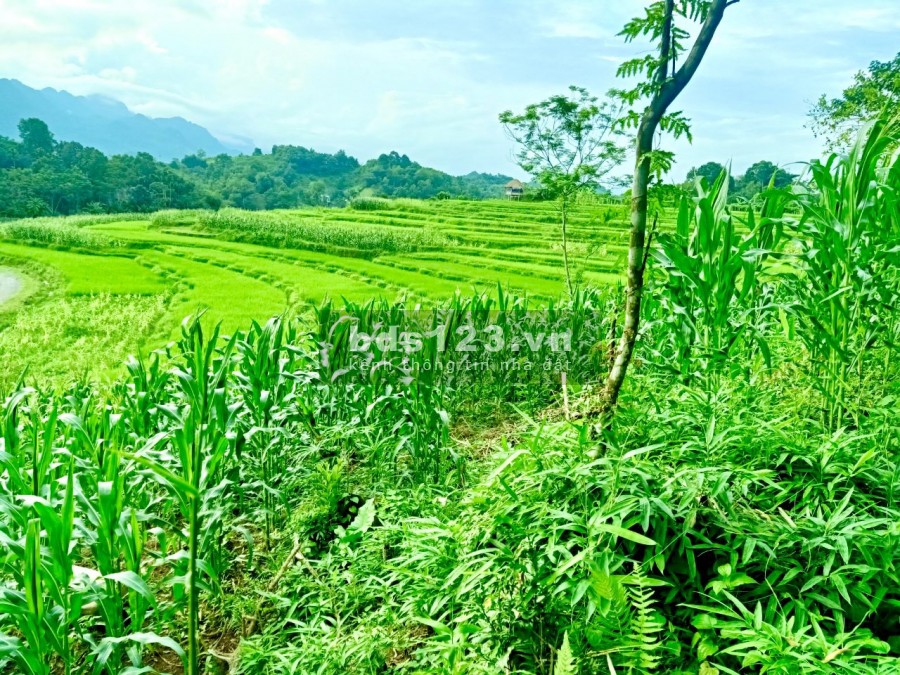 Bán đất view ruộng bậc thang, đỉnh cao của đất sinh thái tại Tân Lạ, giá tốt sổ sẵn