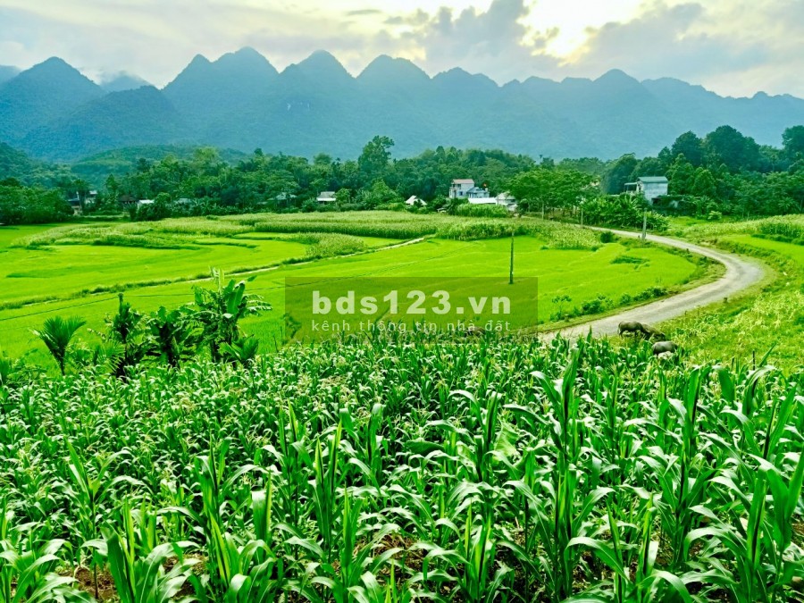 Bán đất view ruộng bậc thang, đỉnh cao của đất sinh thái tại Tân Lạ, giá tốt sổ sẵn