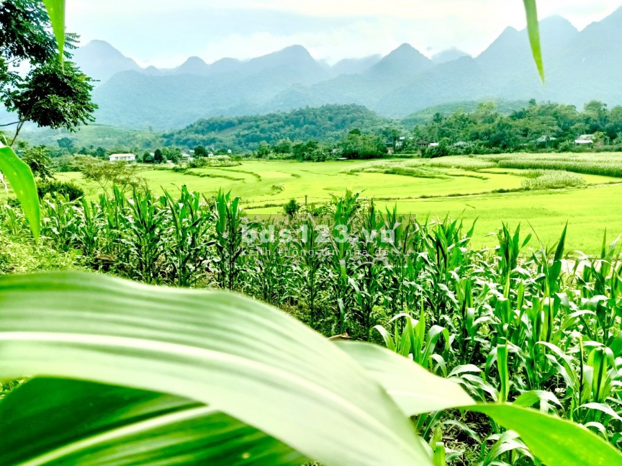 Bán đất view ruộng bậc thang, đỉnh cao của đất sinh thái tại Tân Lạ, giá tốt sổ sẵn
