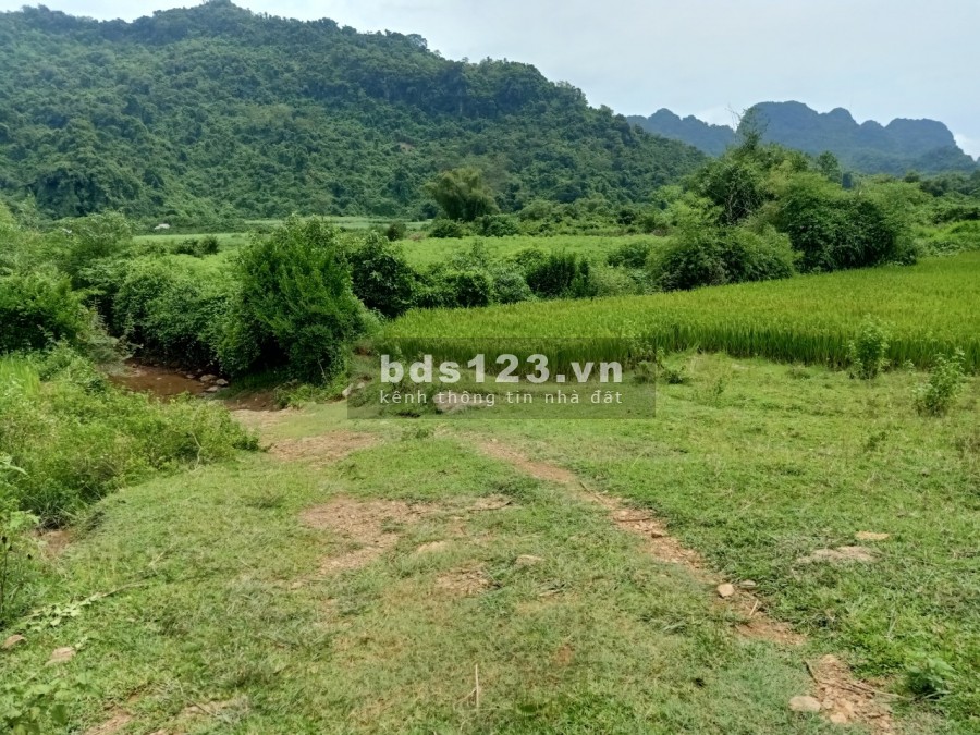 Cần bán lô đát tổng diện tích 2650m đất trồng cây lâu năm tại Tân Lạc Hòa Bình sổ sẵn
