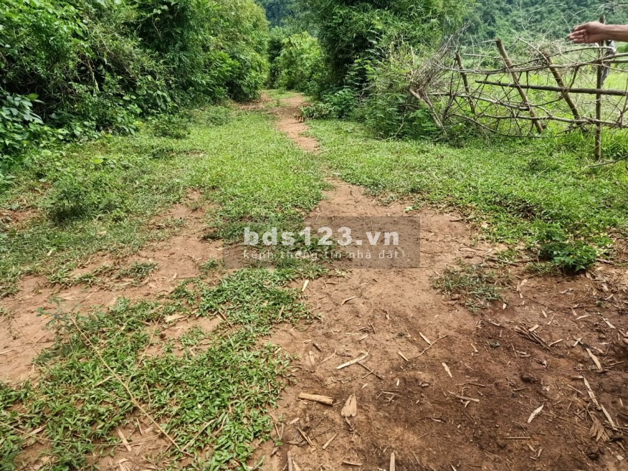 Cần bán lô đát tổng diện tích 2650m đất trồng cây lâu năm tại Tân Lạc Hòa Bình sổ sẵn