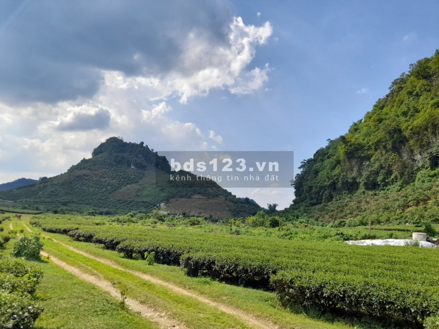 Siêu phẩm đồi chè trái tim Mộc Châu- Đầu tư sinh lời sau giãn cách