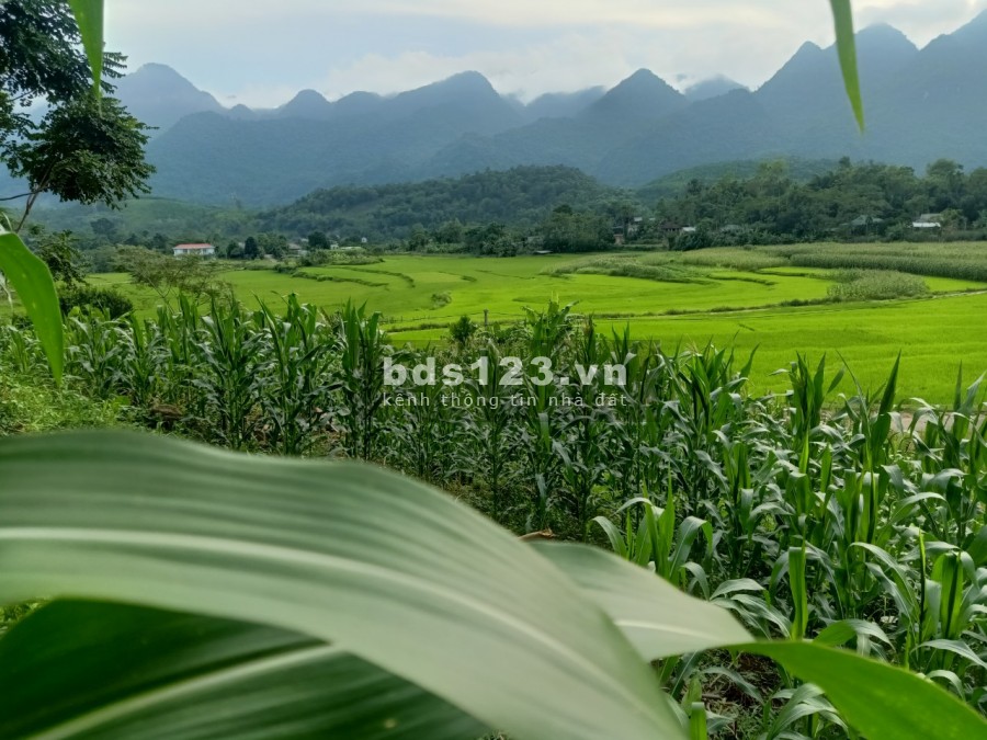 Cần bán mảnh đất đẹp view cao thoang,ruộng bậc thang đẹp như tranh tại Tân Lạc