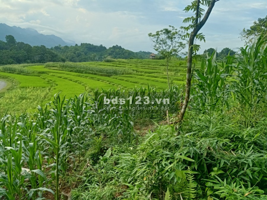 Cần bán mảnh đất đẹp view cao thoang,ruộng bậc thang đẹp như tranh tại Tân Lạc