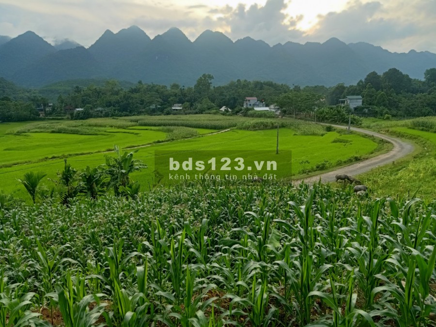 Cần bán mảnh đất đẹp view cao thoang,ruộng bậc thang đẹp như tranh tại Tân Lạc