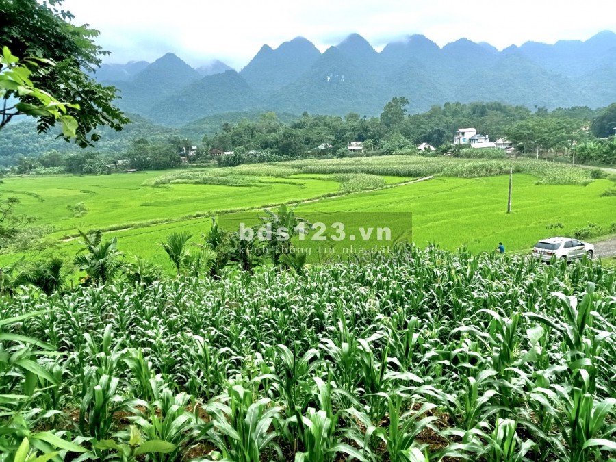 Cần bán mảnh đất đẹp view cao thoang,ruộng bậc thang đẹp như tranh tại Tân Lạc